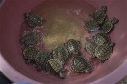 More Than  200 of Cambodia’s Royal Turtles Headed to New Center in Koh Kong